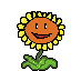 sunflower right