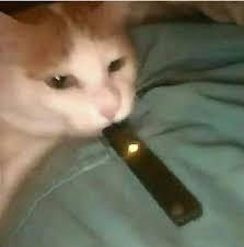 cat vaping