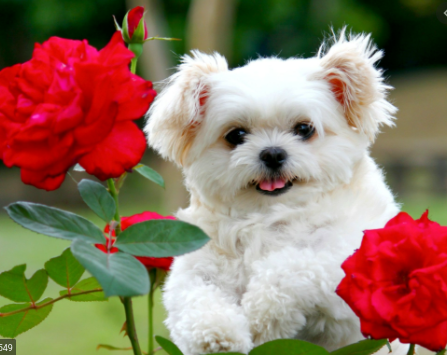 dog rose