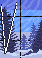 birch