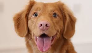 d o g
