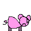 pig
