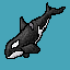 orca