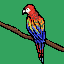 macaw