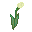 yellow tulip