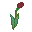 red tulip