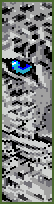 snow leopard
