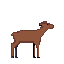 moose jockey no antlers