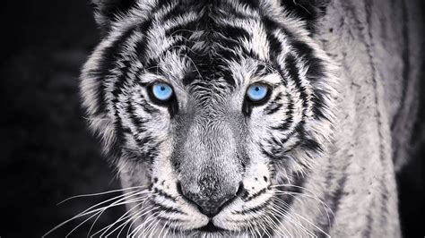 the lion