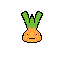 farm onion