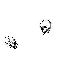 dog and human skulls