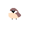 cham sae