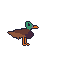 duck