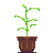potted plant