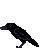 crow