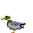 mallard duck
