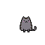 gato