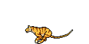 tijger links 3 1