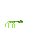 grass_spider
