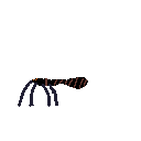 classic_spider