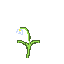 a simple flower 3