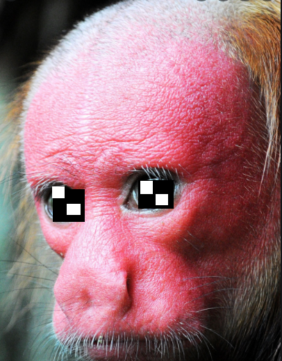 bald uakari