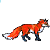 fox walking 3