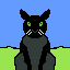 animal cat