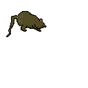 rat