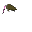 rat