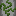 tickle overgrown