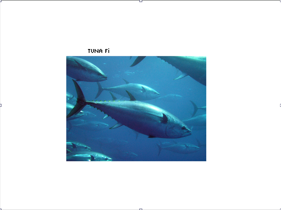 tuna 2