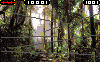 jungle