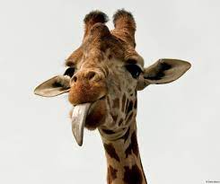 giraffa di ali