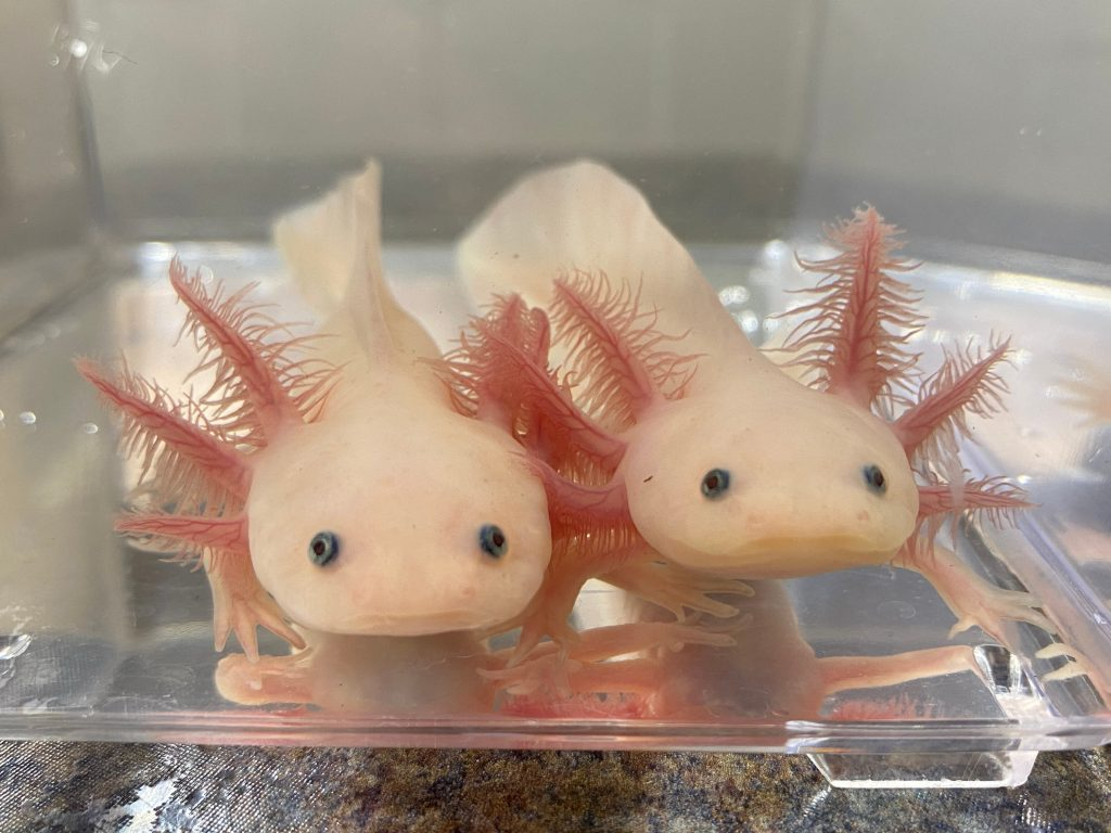 axolotl anonimo