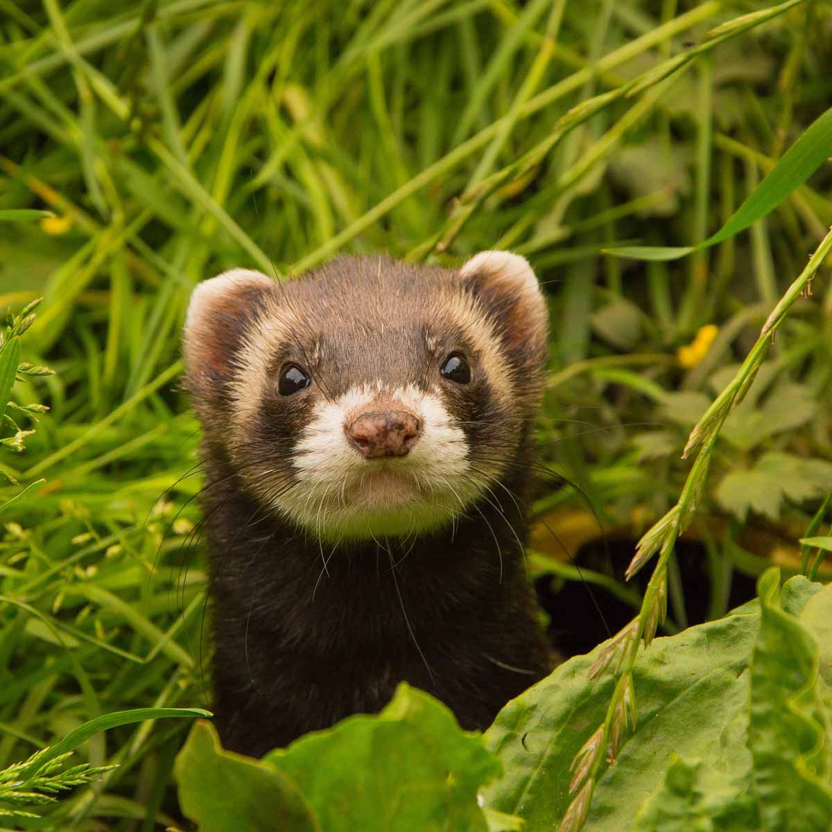 furetto anonimo