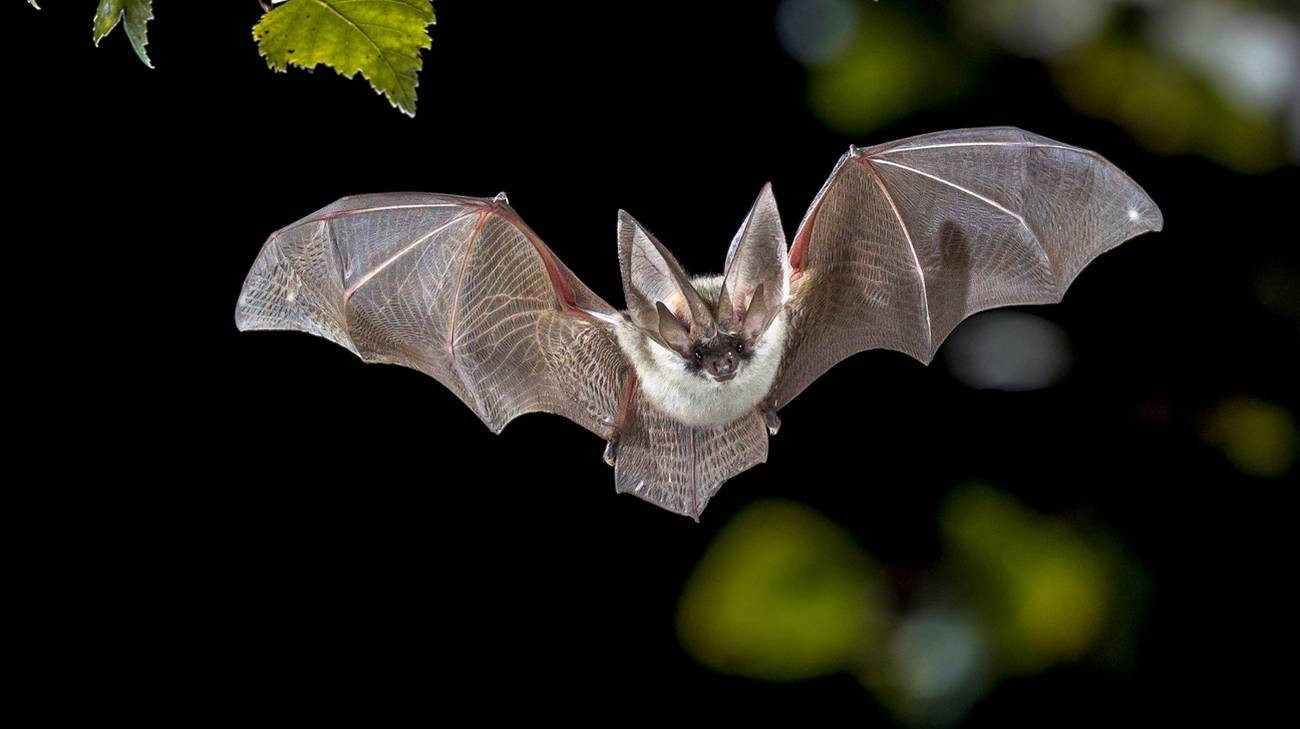 pipistrello anonimo