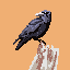 crow