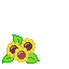 girasol