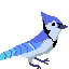 blue jay with no wand