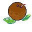 coco nut