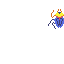 wimer scarab