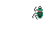 wimer scarab