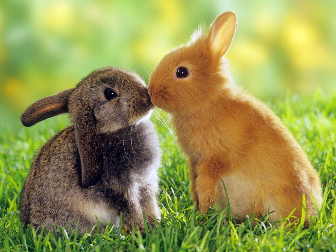 animals