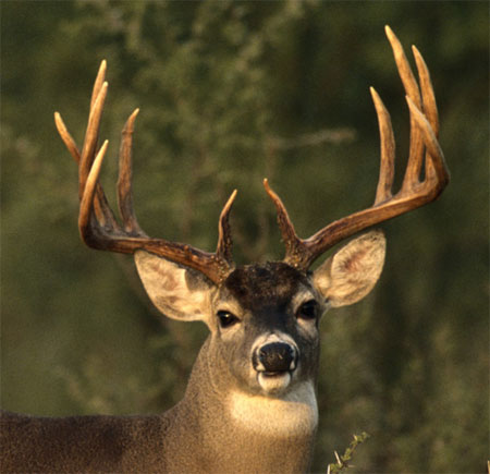 oh deer