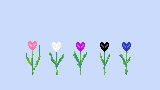 pretty tulips