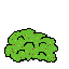 berry bush