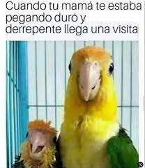 memes