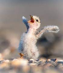 pollito