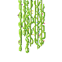 vines